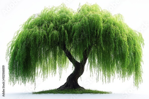 weeping willow tree with long, drooping branches 