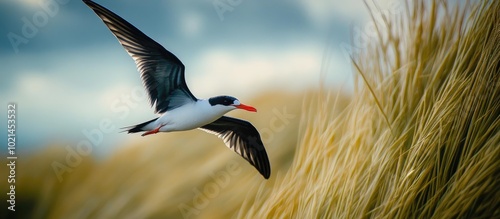 A Black Skimmer Rynchops Niger In Flight