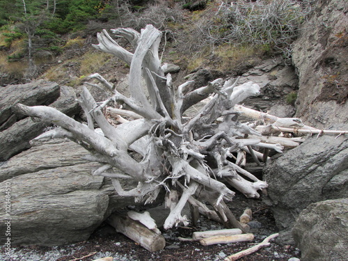 Bois cotier au Parc National de Bic