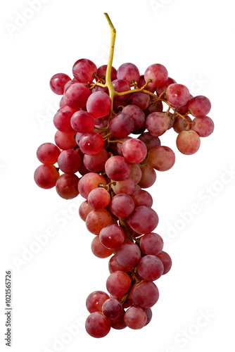 Red Globe grape bunch isolated