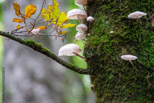 mushrooms on tree