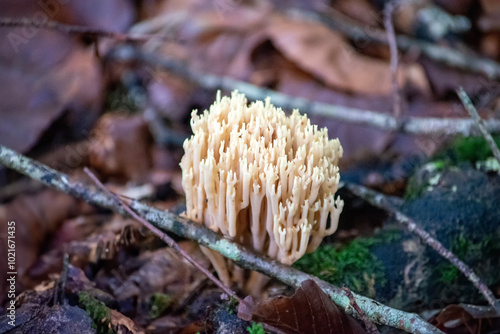 mushrooms in the forest