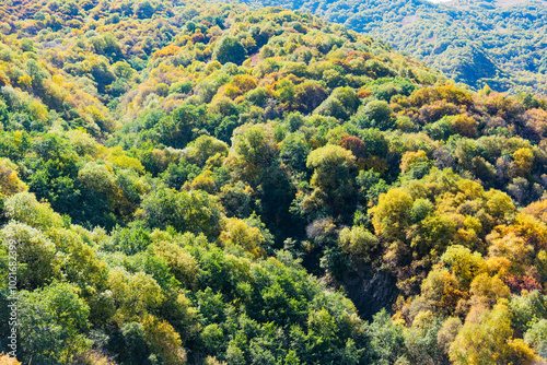 a densely wooded mountainside illuminated by the sun