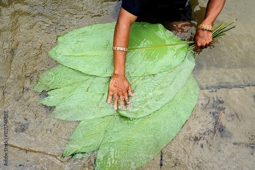 Washing Lerek leaves to use for wrapping Lemang