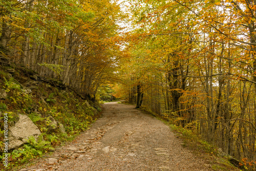 Primi segni del foliage ne bosco in montagna