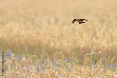 Skowronek (Alauda arvensis)