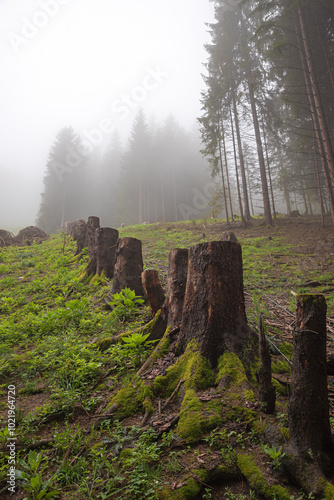 a row of sawn-off tree stumps in the misty mountain forest