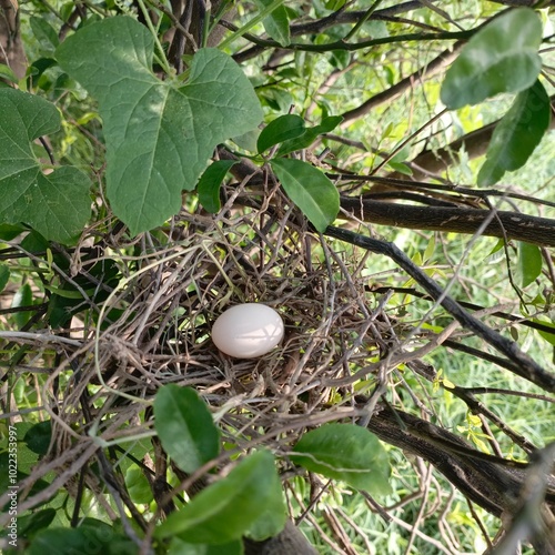 Solitary bird egg nestled in a twiggy nest hidden among lush green leaves. 