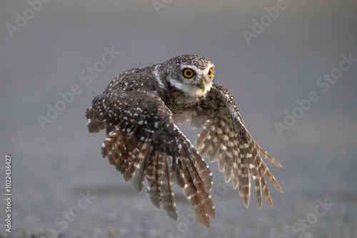 Spotted owlet flying to catch prey on the ground (Athene brama)