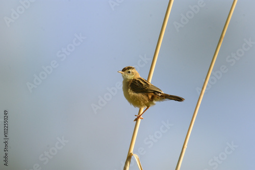 Buitron pajaro de cerca close up