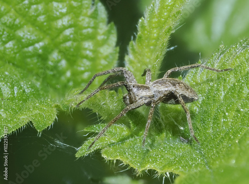 Listspinne (Pisaura mirabilis)