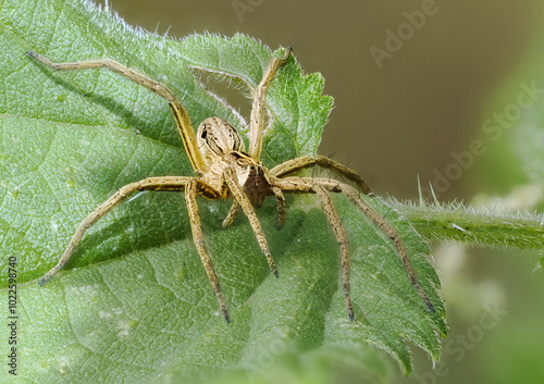 Listspinne (Pisaura mirabilis)