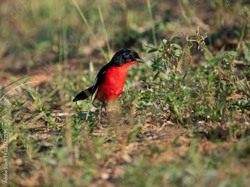 Rotbauchwürger (Laniarius atrococcineus)