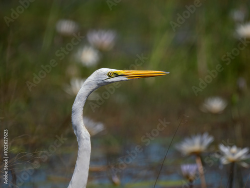 Silberreiher (Ardea alba)