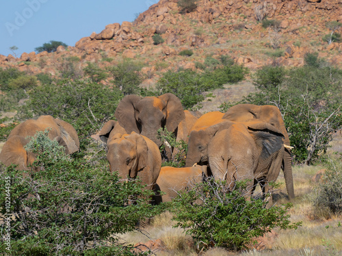 Afrikanische Elefanten (Loxodonta africana), Wüstenelefanten in Namibia