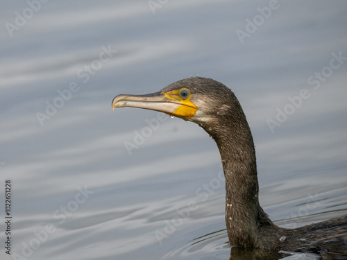 Kormoran (Phalacrocorax carbo)