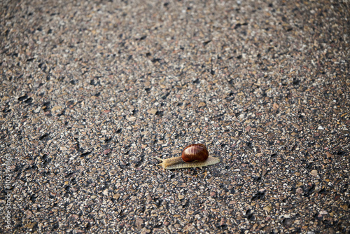 ślimak winniczek na drodze , Helix pomatia 