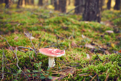 Gołąbek buczynowy, Russula nobilis Velen