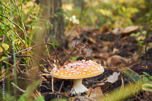 Muchomor czerwony, Amanita muscaria (L.)