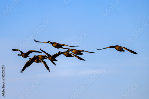 flying canada geese