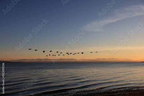 canada geese fly in v-formation off the coast of Vancouver Island