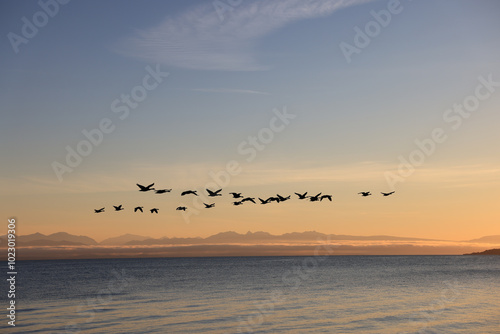 canada geese fly in v-formation off the coast of Vancouver Island