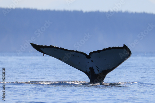 the fin of a diving humpback whale in Vancouver Island