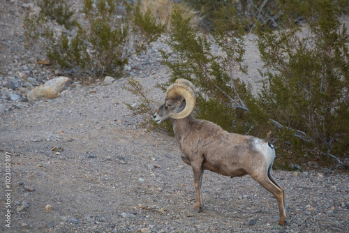 Bighorn sheep 