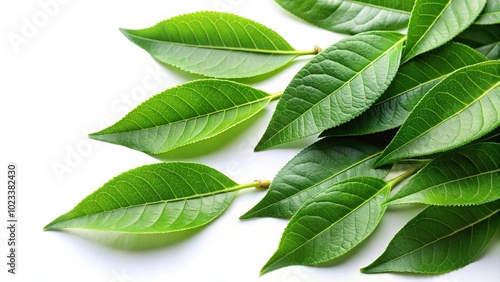 Green Marian Plum leaves on a white background with forced perspective