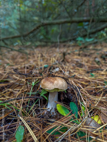 piękny okaz borowika szlachetnego ukrytego pod igłami sosnowymi