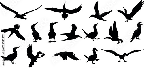 Blue footed booby silhouettes vector illustration set