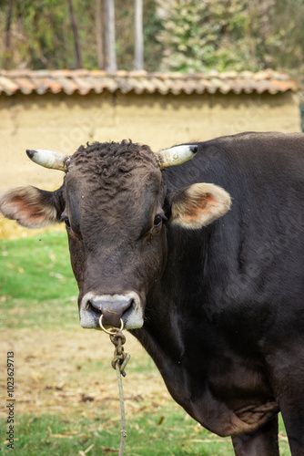 Toro criollo de color marrón en paisaje andino