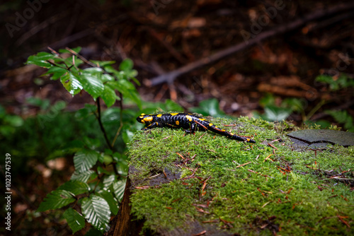 Salamandra plamista w lesie