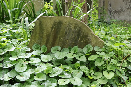 An old gravestone marked with Cook 1847 is partially hidden by lush foliage, surrounded by overgrown plants, suggesting a historical cemetery setting.