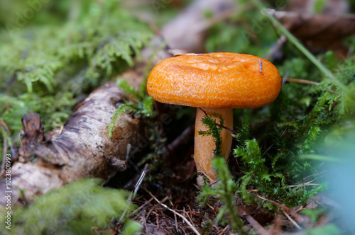 Falscher Orangemilchling (LACTARIUS AURANTIACUS)