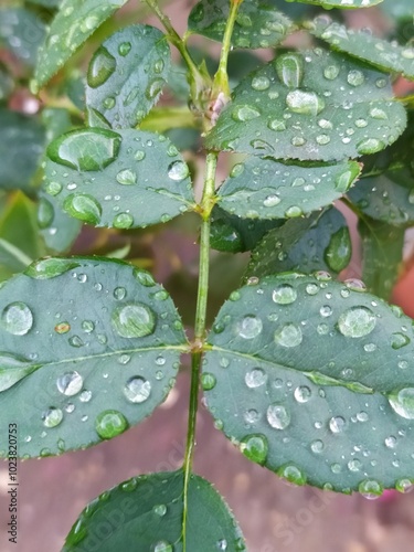 Gotas de rocío en hojas de rosal