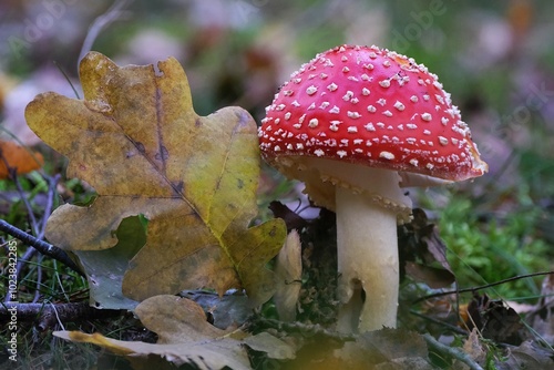 Single mushroom Amanita muscaria - red toadstool, commonly known as the fly agaric or fly amanita. It is poisonous mushroom. And is noted for its hallucinogenic properties.