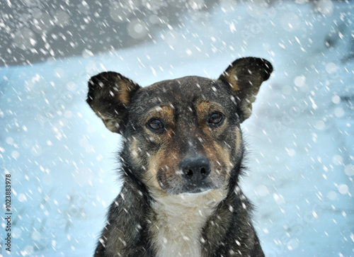 Portrait of a lonely sad dog in the winter, abandoned dog outside in the winter