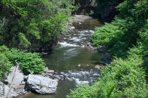 Flowing brook in the forest