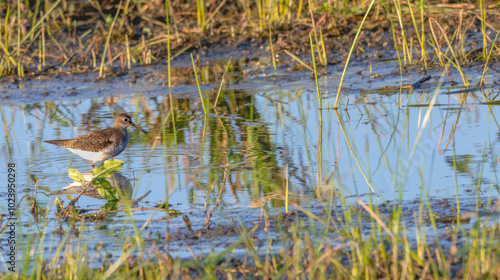 Lesser yellowlegs wades through a shallow pond at sunset.