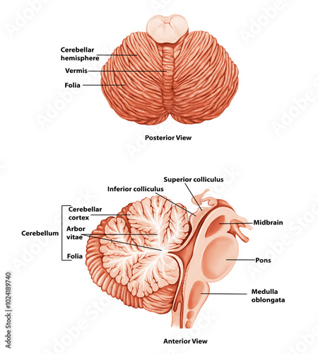 Cerebellum Medical Illustration Human Brain anatomy