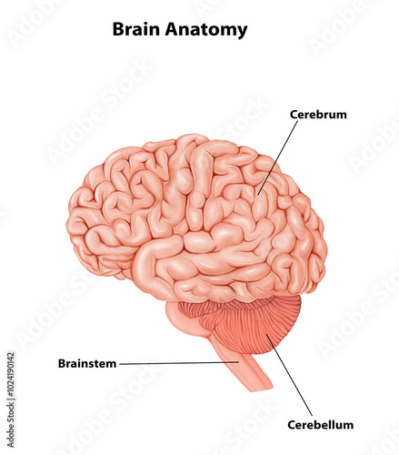 Cerebrum Medical Illustration Human Brain anatomy