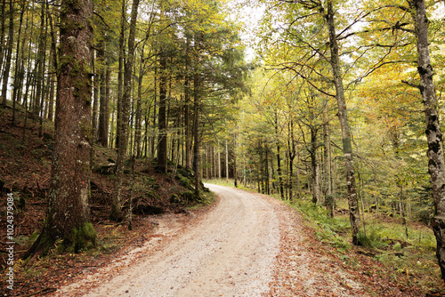 vista panoramica di una strada sterrata che passa dentro ad un bosco nelle montagne della Slovenia occidentale, di giorno, a inizio autunno