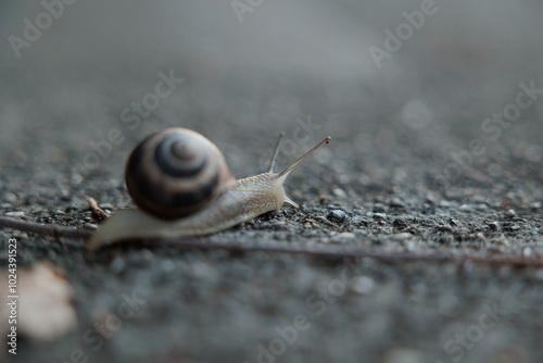 vista macro di una chiocciola che si sposta lentamente su un terreno ruvido