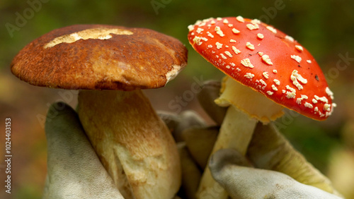  Amanita muscaria together with boletus edulis, in hands, close-up. concept: edible and inedible mushrooms in the forest 