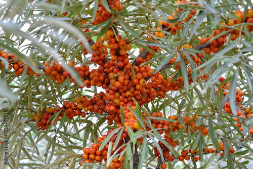 a sea buckthorn tree with many berries on it close up 