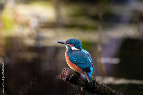 Portret zimorodek kingfisher bokeh