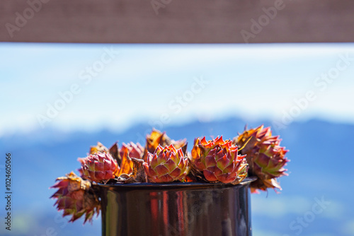 Copper pot filled with houseleek (Sempervivum tectorum) in front of a wooden fence. Decoration at a mountain inn with a view of the Zahmer Kaiser mountain range in Tyrol, Austria