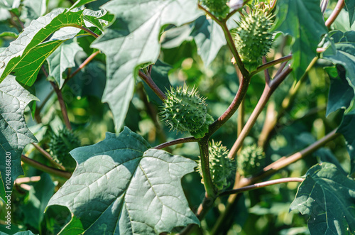 Green branch with spiny fruit of hallucinogenic plant Devil's Trumpet Datura Stramonium . Medicine.