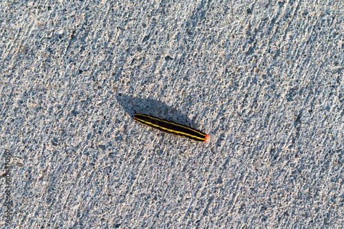 Caterpillar phase Broom moth, Ceramica pisi, on a cement path